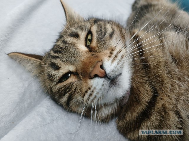 Дурацких фото котов тред