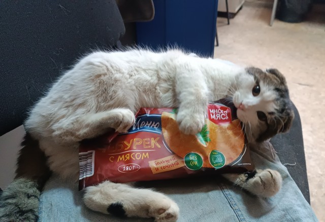 Котовторник же!