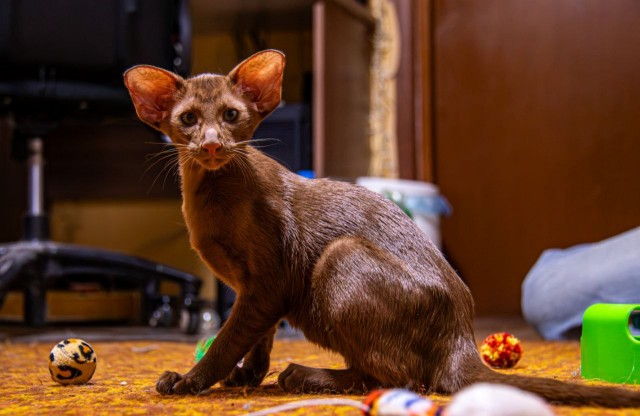 Ориентальный кот