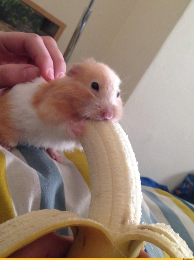 Убери это гадость от менямнямням