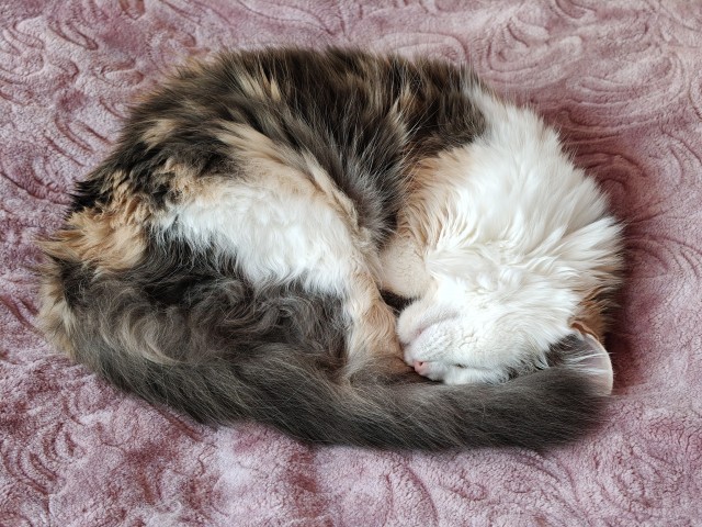 Котовторник снова!