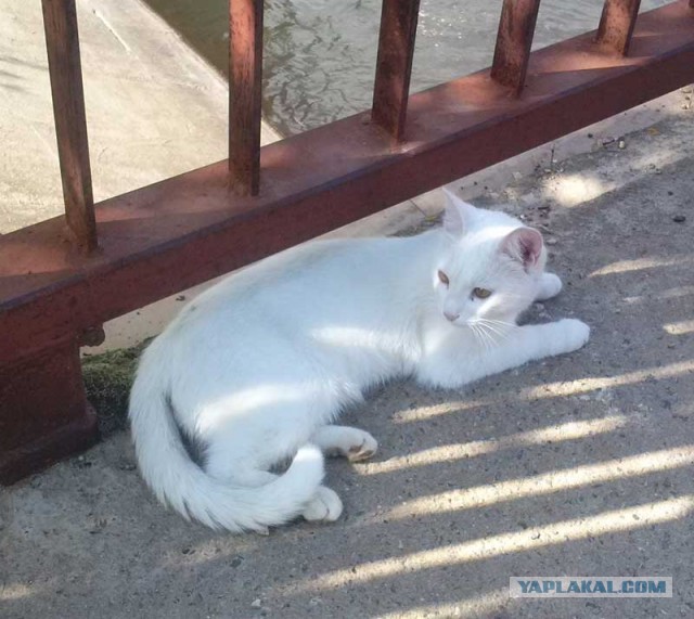 Котовторник  30.07.2013