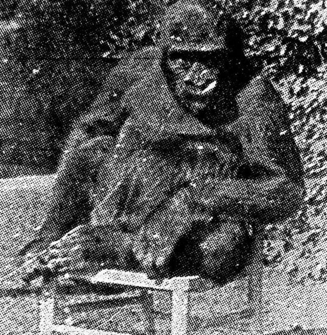 «Почти человек»: Трагическая история самого воспитанного примата