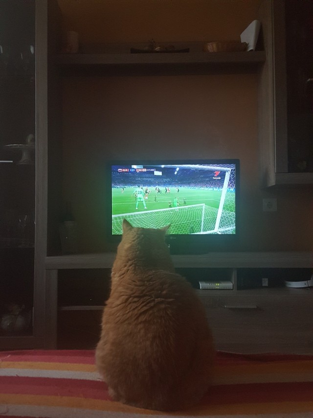 Почему кошка лучше жены