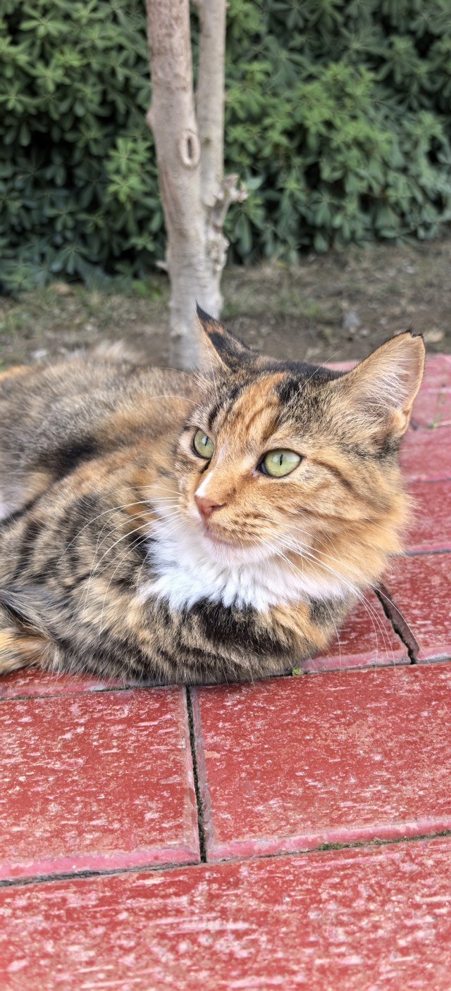 Котовторник 29.09.2026