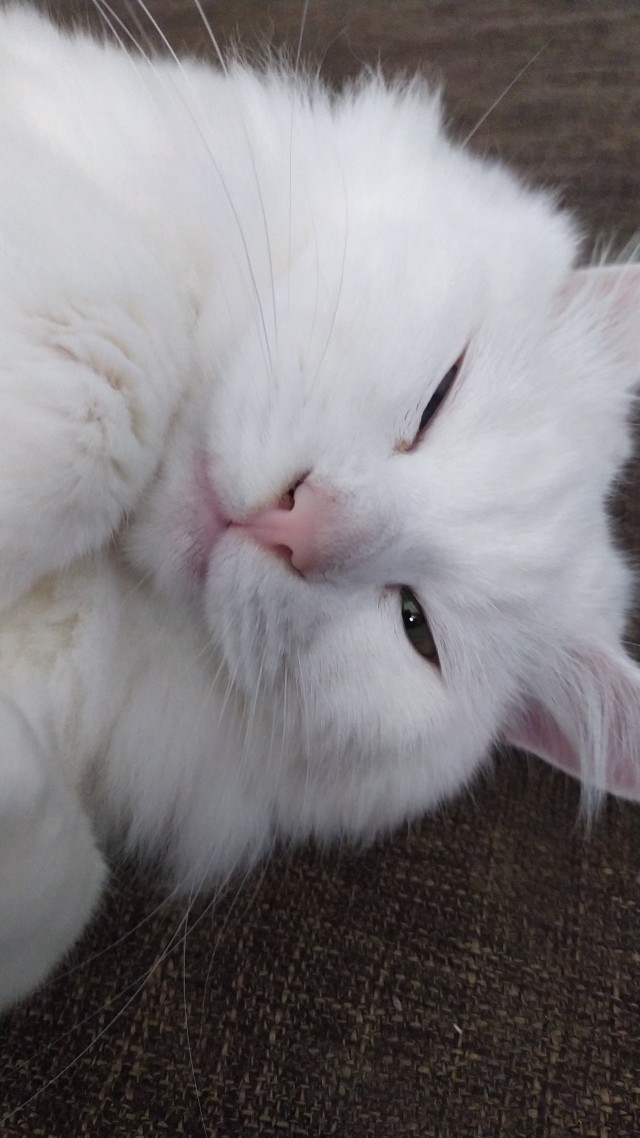 К-котовторник