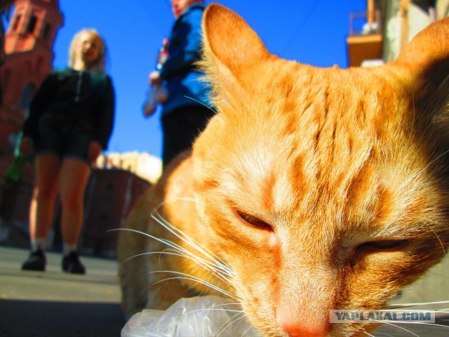 Коты и время