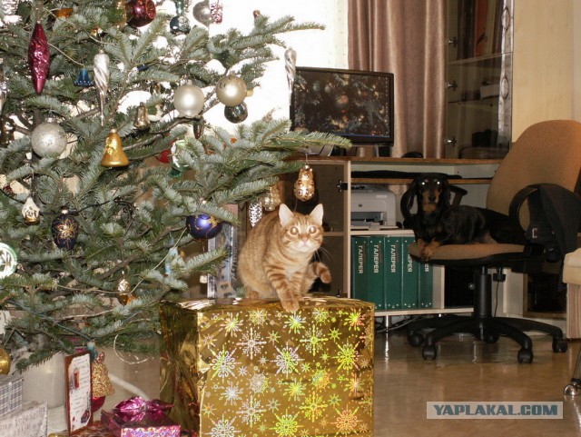 Котовторник   31.12.  2013