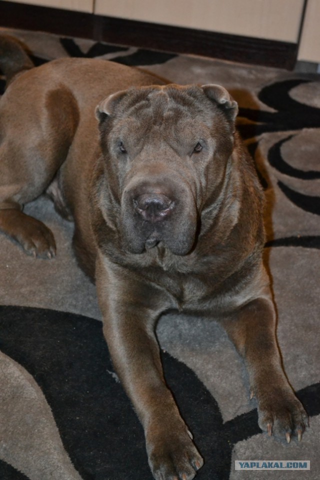 О, my dog