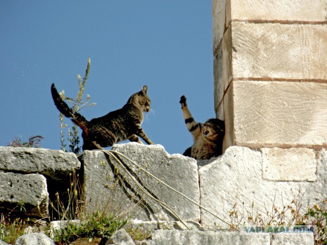 Котовторник 22.04.2014