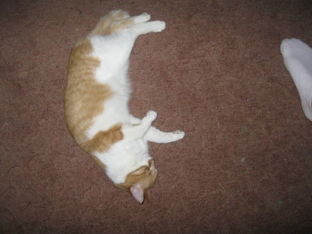 Котовторник 6.05.2014