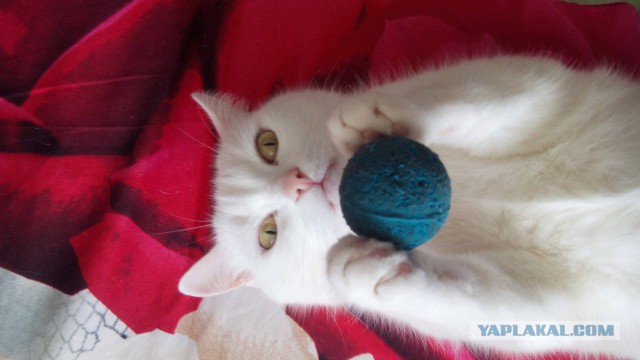 Котовторник 01.07.2014