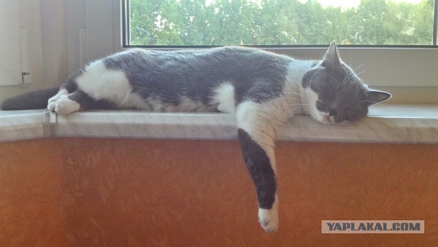 Котовторник 26.08.14.