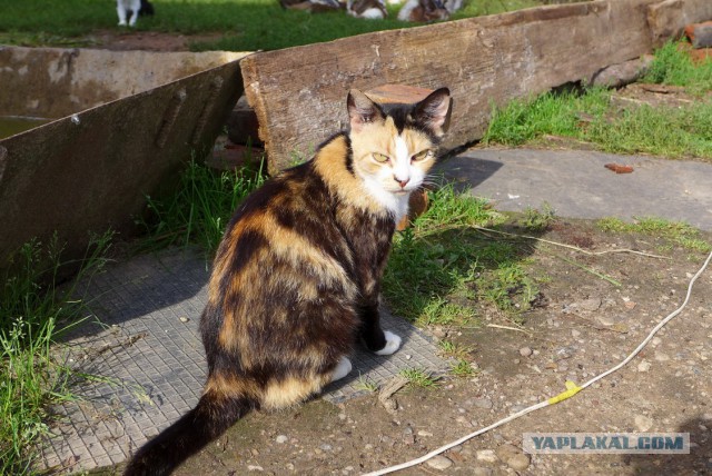 Котовторник 09.09.2014
