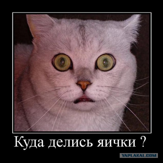 Весёлые картинки