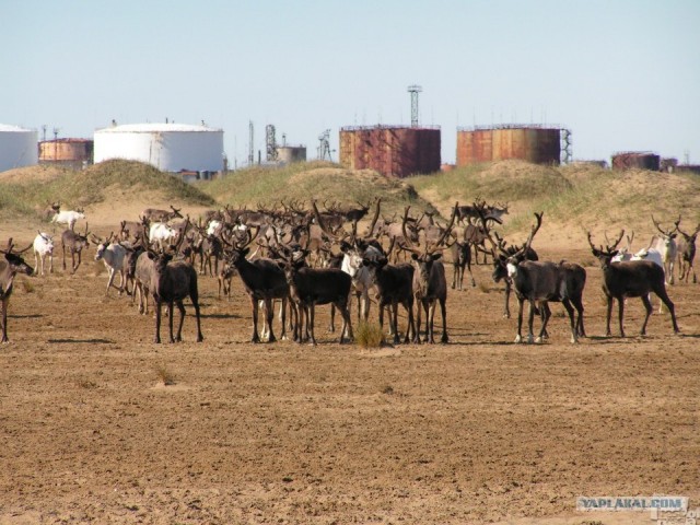 Россия в фотографиях, первая половина 2012