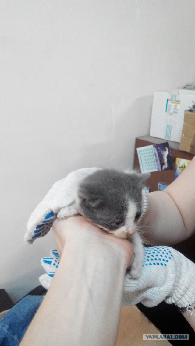 Котятки ищут друга в человеческом лице