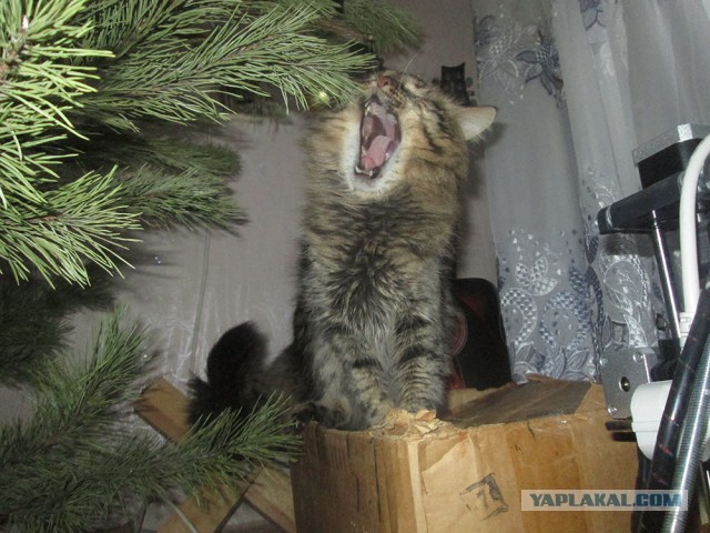 Я один так проснулся 1 января?