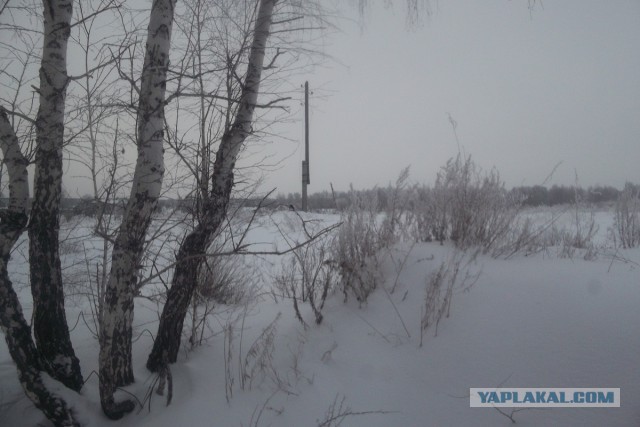 Исчезающая собака
