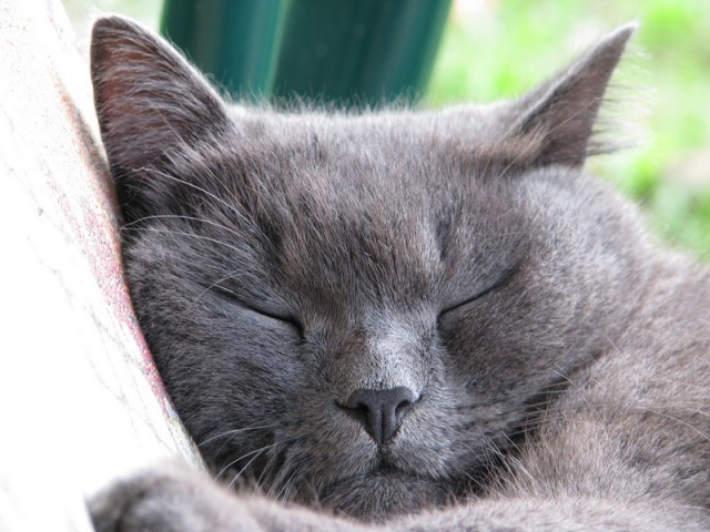 Мимимишности пост