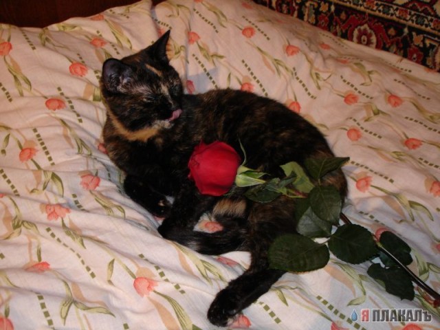 Коты, кошки, котята