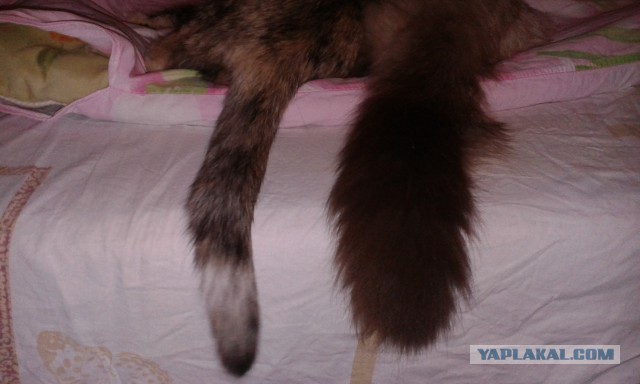 Восьмомартовский котовторник