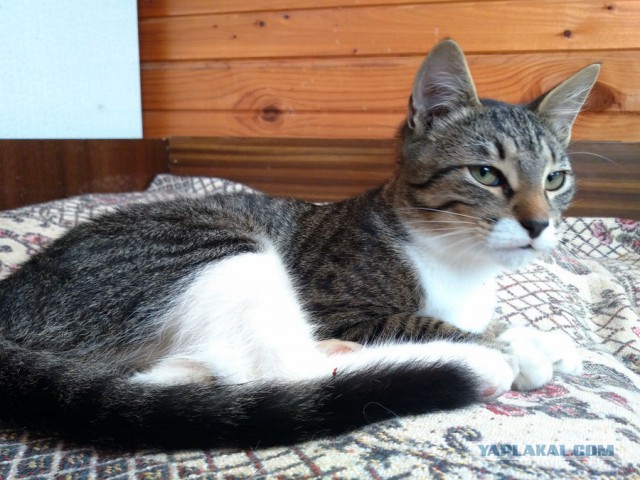 Котовторник 30.08.2016
