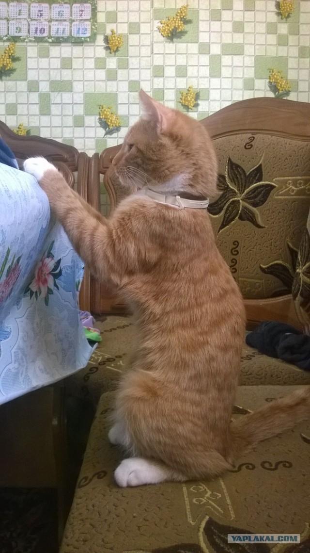 Котовтоник 29.11.2016.