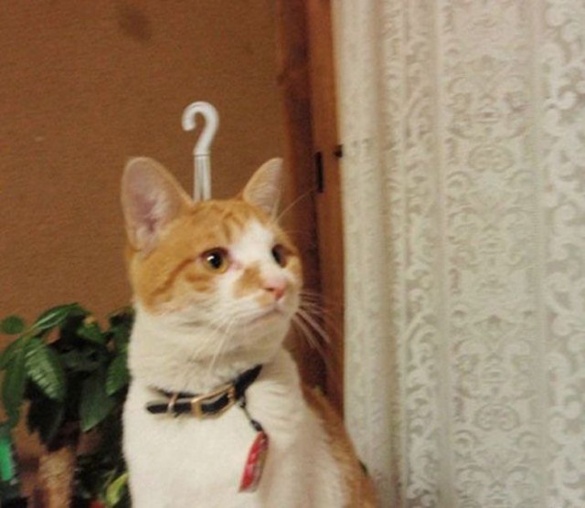 Коты и Кошки
