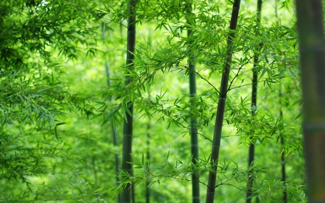 Интересные факты о бамбуке