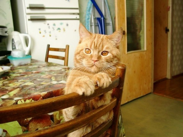 Коты. Отнюдь не ми-ми-ми.