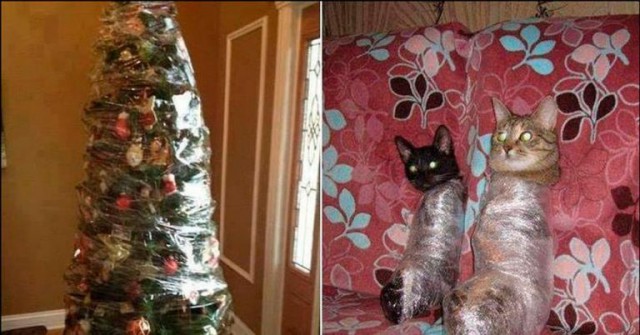 Фотографии кошек на новогодних елках начинают заполнять интернет