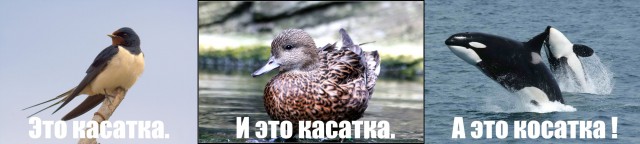 Незабываемое купание