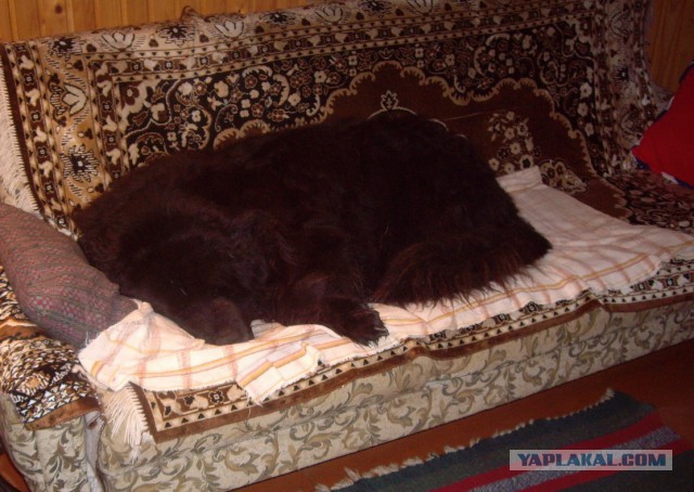 Ньюфаундленд - идеальная собака для семьи