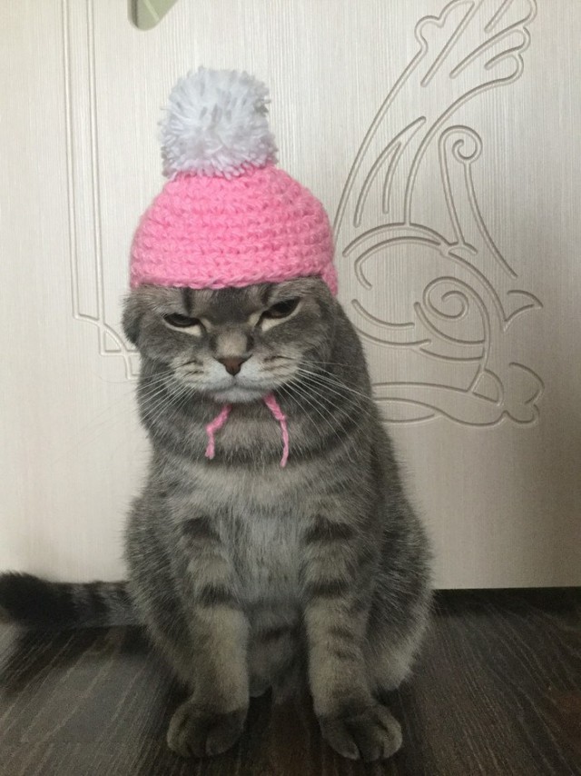 Прикольных котов пост