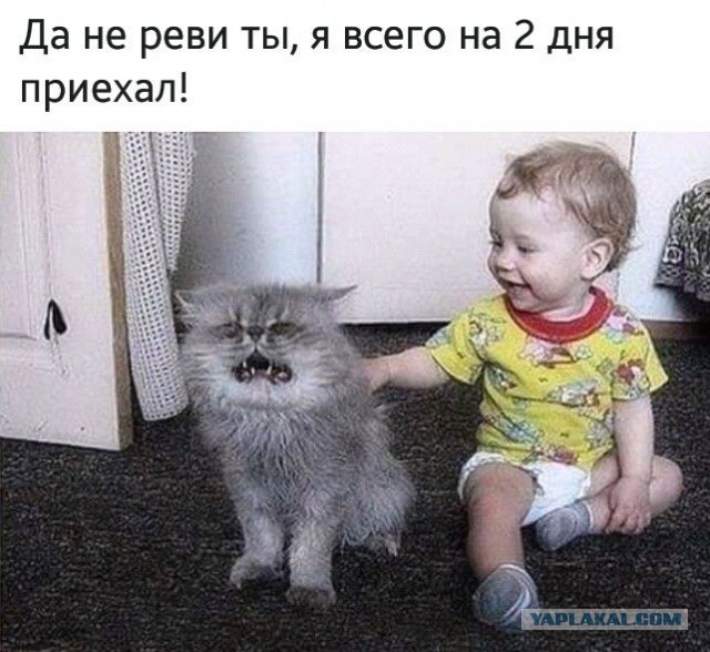 Не все котики любят обнимашки