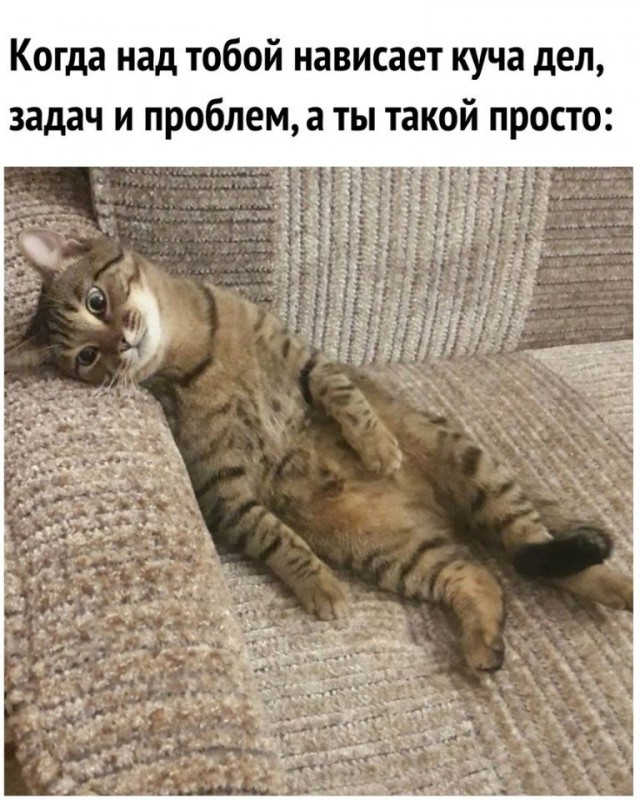 Кот без прикрас