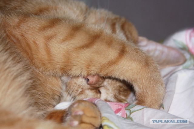 Котовторник  на  ЯПлакалъ