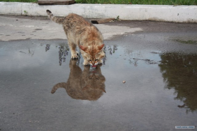 Котовторник на 2 ноября