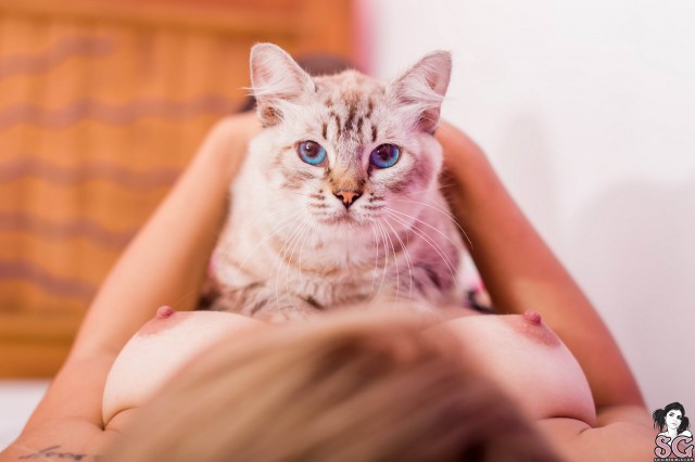 Прикольных котов пост