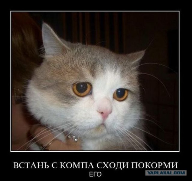 Котовторник уже сегодня!