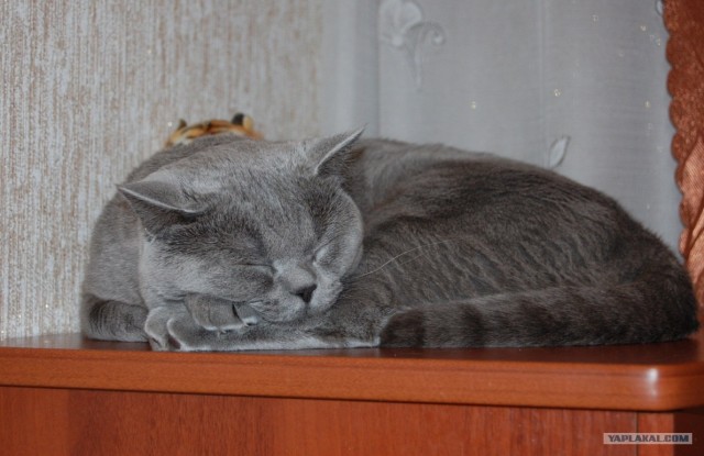 Котовторник!