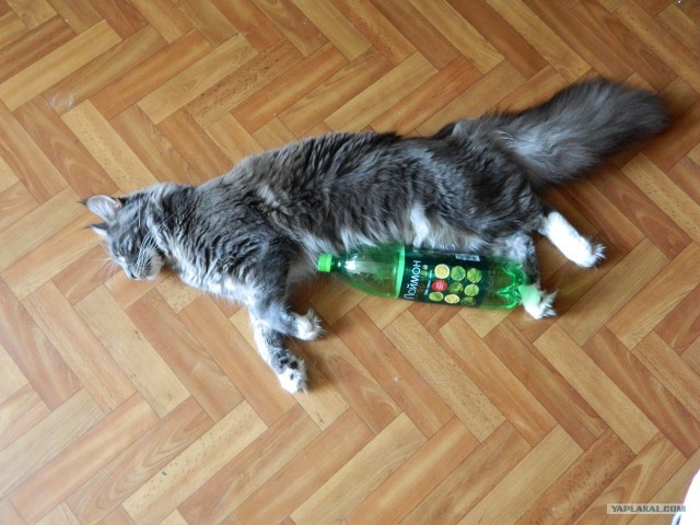 Котовторник: Кошки и ягнёнок