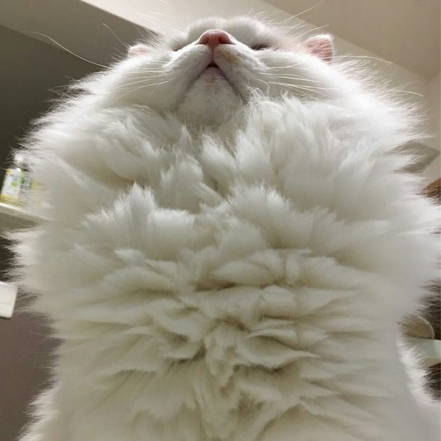 Прикольных котов пост