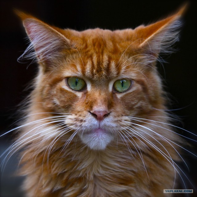 Ну и где ваш котовторник?