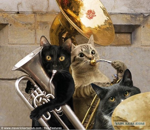 Котовторник 27.12.11