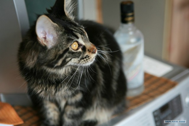 Котовторник! 13.03.2012