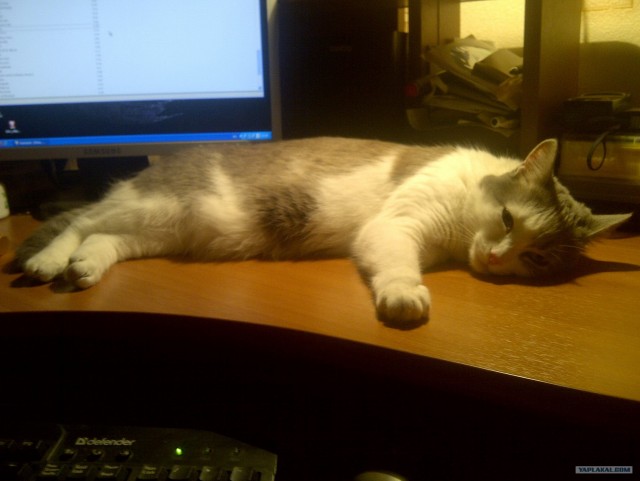 Котовторник 1 мая 2012