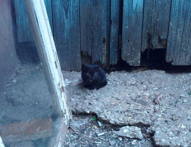 Котовторник 22.05.2012