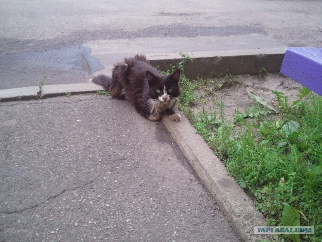 Котовторник на 26.06.12